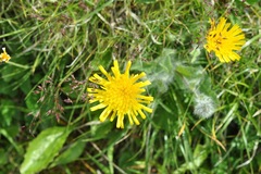 Hieracium villosum
