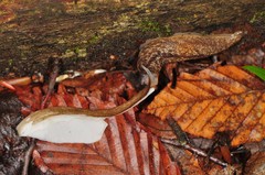 Philomycus flexuolaris