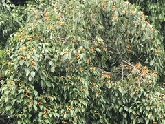 Ficus aurea