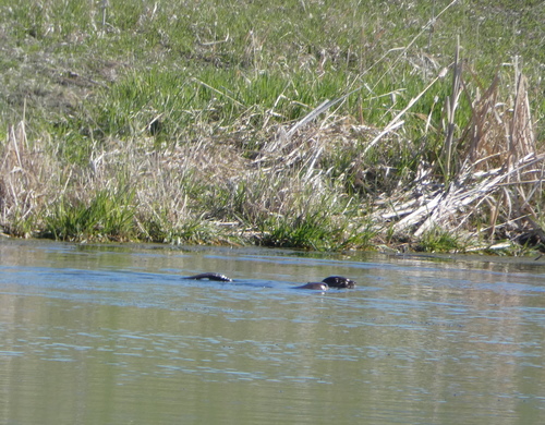 North American River Otter photographed in Montana