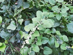 Cocculus diversifolius