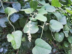 Cocculus diversifolius