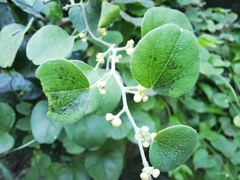 Cocculus diversifolius