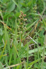 Chamorchis alpina