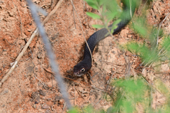 Masticophis flagellum