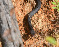 Masticophis flagellum