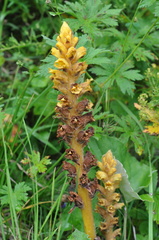 Orobanche flava