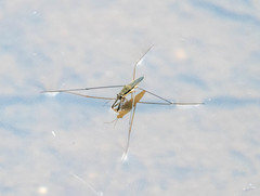 Aquarius conformis