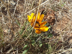 Gazania heterochaeta