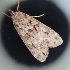 Eudonia lacustrata
