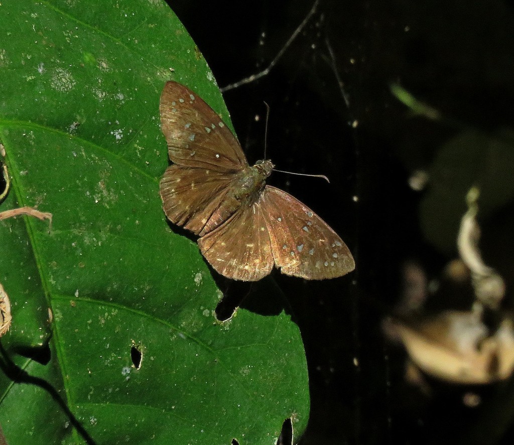 Celaenorrhinus astrigera