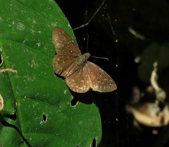 Celaenorrhinus astrigera