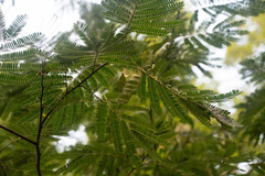 Albizia julibrissin julibrissin