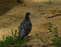 Columba livia