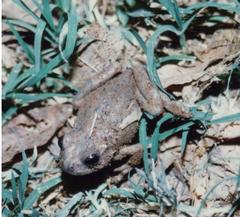 Hyla arenicolor