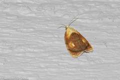 Acleris curvalana