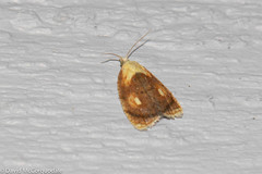 Acleris curvalana