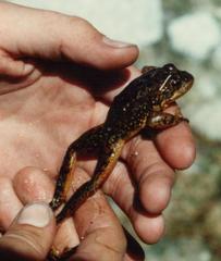 Rana muscosa