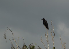 Corvus frugilegus