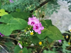 Ipomoea × leucantha