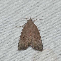 Cutina albopunctella