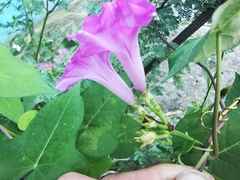 Ipomoea × leucantha