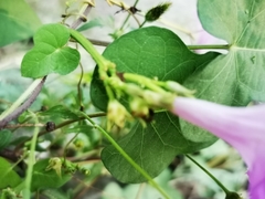 Ipomoea × leucantha