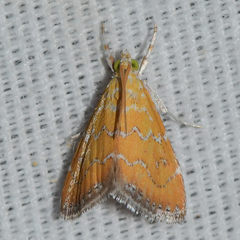 Xanthophysa psychicalis