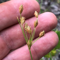 Fimbristylis puberula