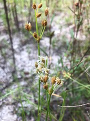 Fimbristylis puberula