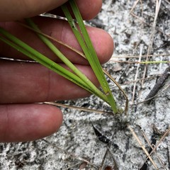 Fimbristylis puberula