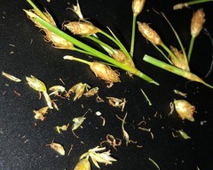 Fimbristylis puberula