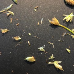 Fimbristylis puberula