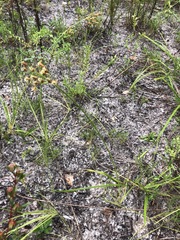 Fimbristylis puberula