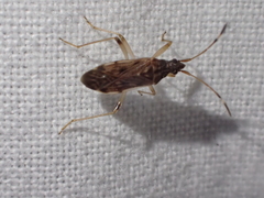 Ozophora occidentalis