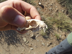 Cynictis penicillata penicillata