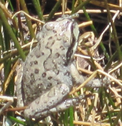 iNaturalist observation photo of Pacific chorus frog