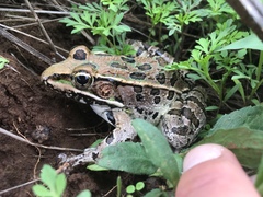 Lithobates neovolcanicus