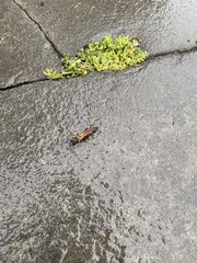 Sceliphron caementarium