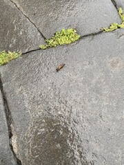 Sceliphron caementarium