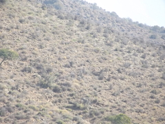 Melierax canorus canorus