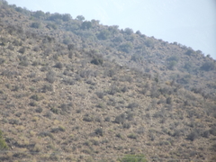 Melierax canorus canorus