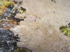 Lithophyllum incrustans