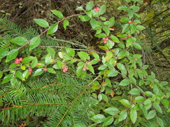 Cotoneaster mairei