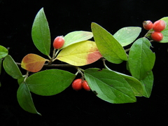 Cotoneaster mairei