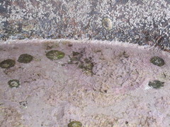 Lithophyllum incrustans