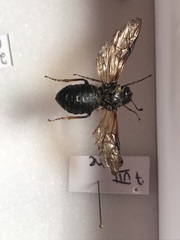 Trichiosoma triangulum