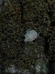 Rhaphigaster nebulosa