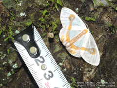 Macrocilix mysticata