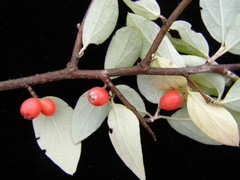 Cotoneaster mairei